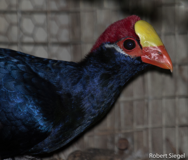 Purple-crested turaco